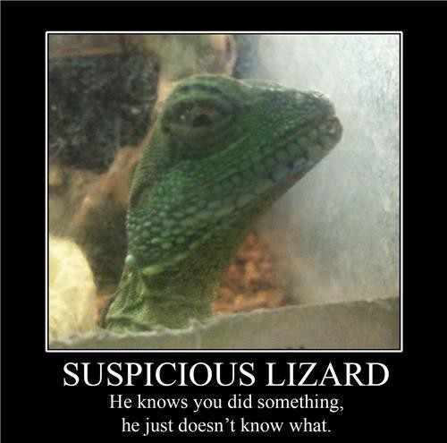 suspicious-lizard.jpg